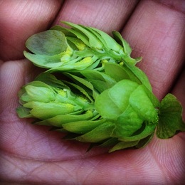 Hops in Hand